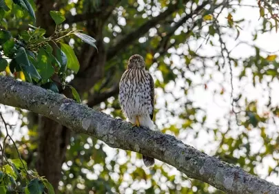 Majestic Hawk Perched: Serene Nature's Gaze