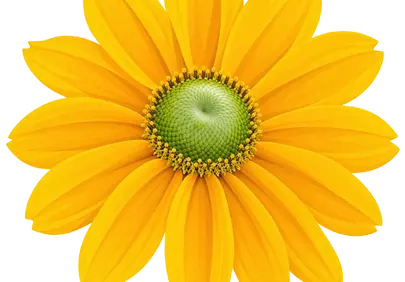 Dazzling Golden Coneflower: A Vibrant Blossom of Summer