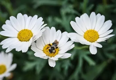 Vibrant Daisy Pollination: A Macro Nature's Ballet