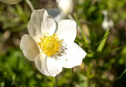 Vibrant Spring Anemone: A Macro Blossom in Nature's Embrace
