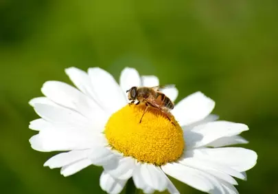 Vibrant Daisy Bloom: A Hoverfly's Delicate Landing