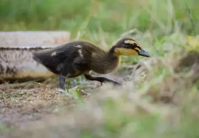 Adorable Fluffy Duckling: Spring's Innocent Explorer