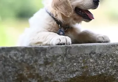 Charming Golden Retriever Puppy: Playful Outdoor Exploration