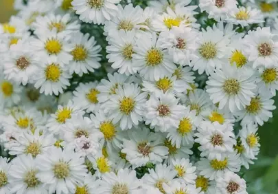 Stunning White Chrysanthemums: A Garden's Pure Blossom Tapestry