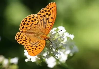 Vibrant Orange Butterfly: Nectar Hunter on White Blossoms