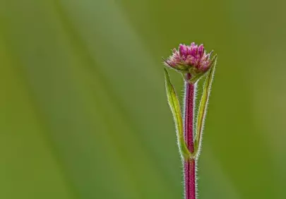 Vibrant Pink Wildflower Bud: Macro Detail on Hairy Stem
