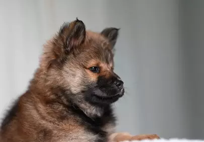 Adorable Eurasier Puppy: A Charming Canine Portrait