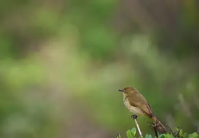 Serene Wild Bird: Nature's Calm in Green Hues