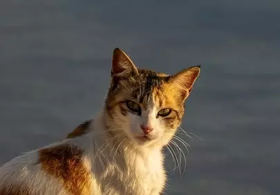 Majestic Calico Cat Bathed in Golden Sunset Glow