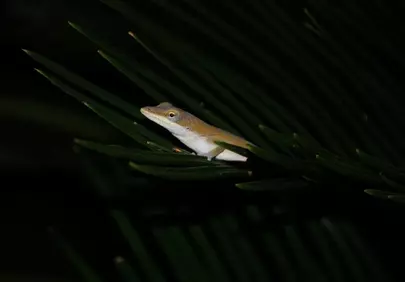 Vibrant Green Anole Blends into Dark Foliage