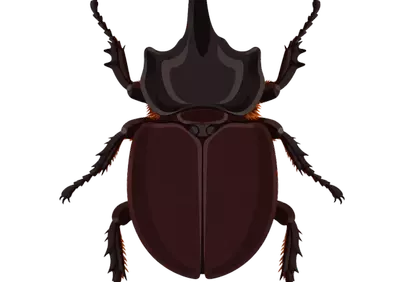 Magnificent Rhinoceros Beetle Illustration: Nature's Armored Jewel