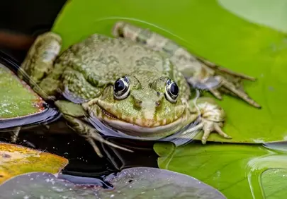 Vibrant Wetland Wonder: Serene Frog on Lily Pad