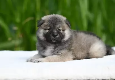 Adorably Fluffy Eurasier Puppy Resting on White Blanket Outdoors