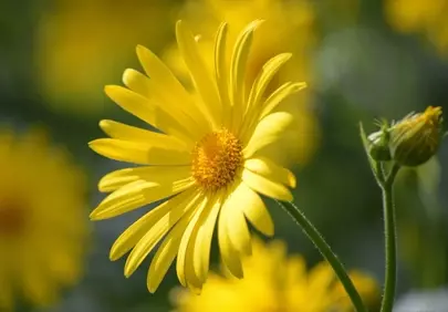 Vibrant Yellow Flower Macro: Nature's Golden Embrace