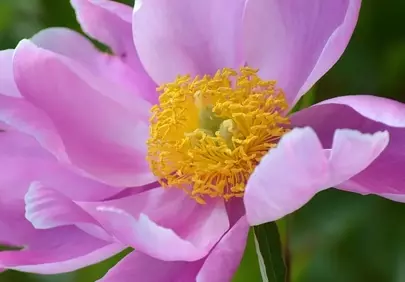 Vibrant Peony Blossom: Nature's Delicate Pastel Masterpiece