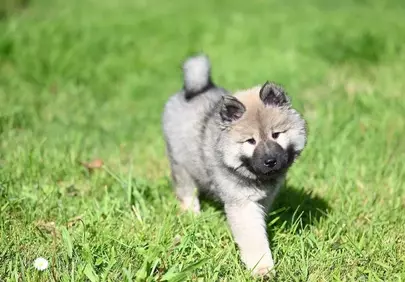 Adorable Eurasier Puppy: Fluffy Joy on a Sunny Lawn
