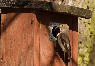Charming Bird Feeds Chicks in Cozy Nest Box at Sunset