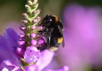 Vibrant Summer: Bumblebee Nectaring on Purple Blossom
