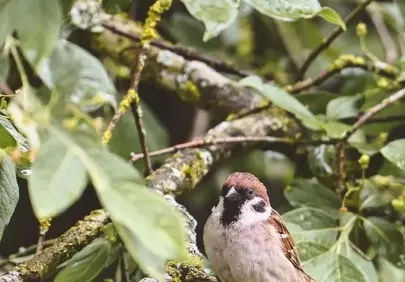 Charming Sparrow Perched Amidst Lush Green Spring Foliage