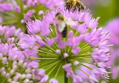 Vibrant Summer Pollination: Bees on Pink Allium Blooms