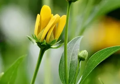 Vibrant Yellow Coneflower Bud Unfurling in Nature's Embrace