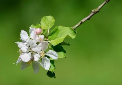 Vibrant Apple Blossom: A Delicate Symbol of Spring's Awakening