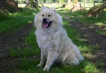 Majestic Eurasier: Fluffy Companion in a Lush Woodland Setting