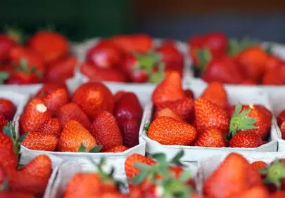 Vibrant Summer Delight: Freshly Picked Organic Strawberries