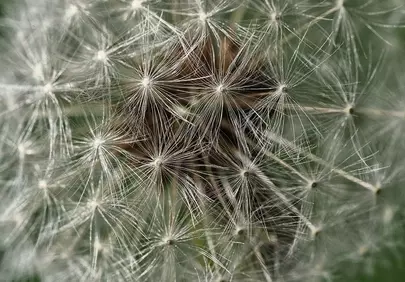Breathtaking Macro Dandelion: Seeds of Hope Up Close