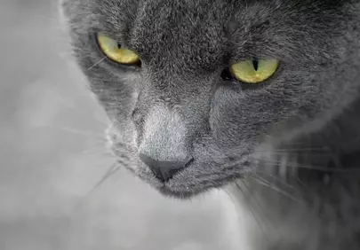 Intense Gaze: Captivating Close-up of a Grey Cat's Yellow Eyes