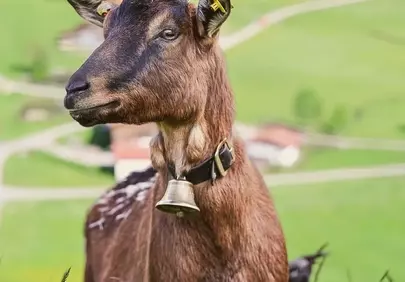 Majestic Alpine Goat with Bell in Summer Mountain Pasture