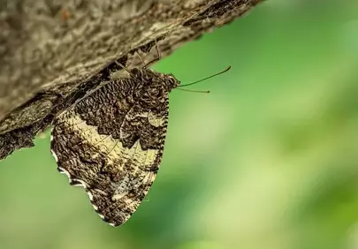 Stunning Camouflage: Butterfly Blends Seamlessly with Tree Bark
