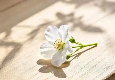 Stunning White Blossom: A Glimpse of Spring's Delicate Grace