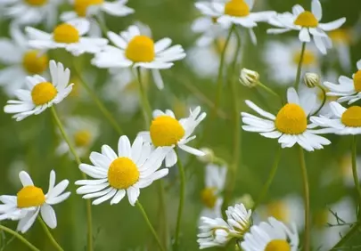 Charming Chamomile: Serene White Petals in Bloom
