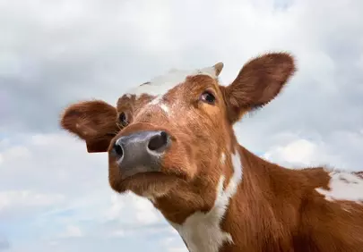 Curious Calf: A Close-Up Portrait of Young Cattle