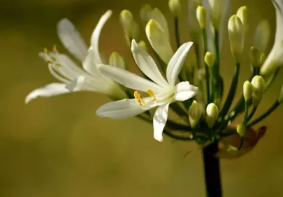 Stunning White African Lilies: Nature's Elegance in Bloom