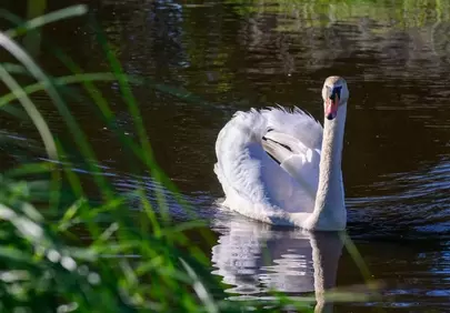 Majestic Swan Gliding: Serene Nature's Reflection