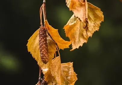 Vibrant Autumn Hues: Birch Leaves and Catkins in Forest