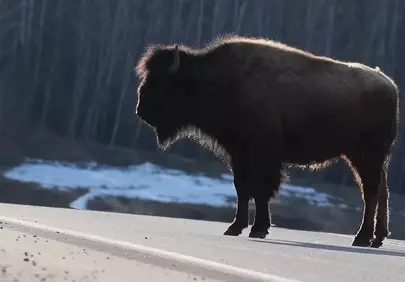 Majestic Bison Silhouetted at Golden Hour