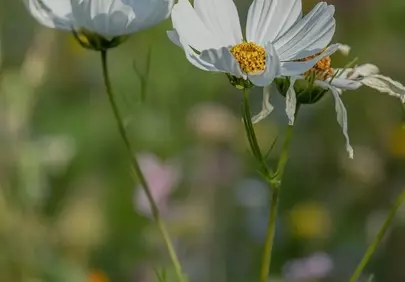 Stunning White Cosmos: Serene Floral Background Beauty