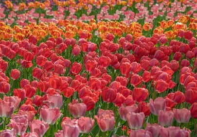 Vibrant Spring Spectacle: A Dazzling Field of Colorful Tulips