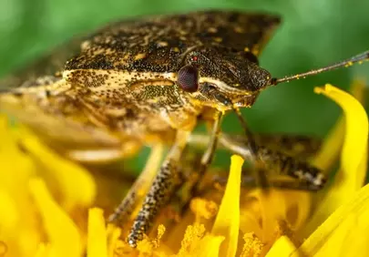 Intricate Macro: Stink Bug on Sunflower Petals