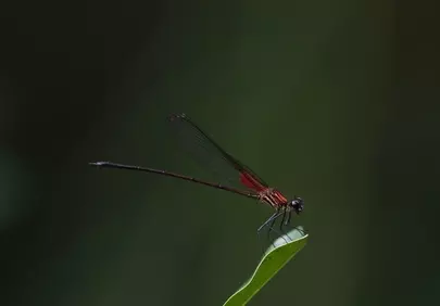 Stunning Macro: Delicate Dragonfly Perched on a Leaf