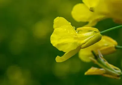 Vibrant Yellow Rapeseed Blossom with Morning Dew Drops