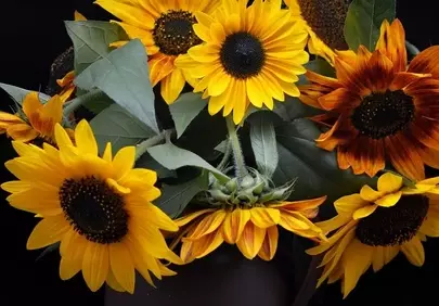 Vibrant Autumn Sunflower Bouquet on Dark Background