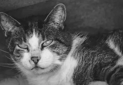 Striking Gaze: Black and White Feline Portrait