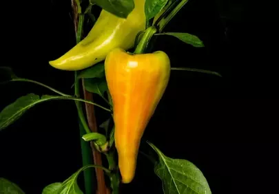 Vibrant Yellow Pepper: A Close-up of Nature's Freshness