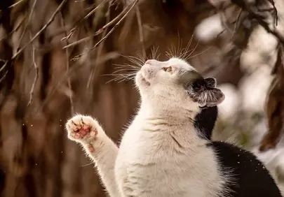 Enchanting Feline: Winter Curiosity Unleashed