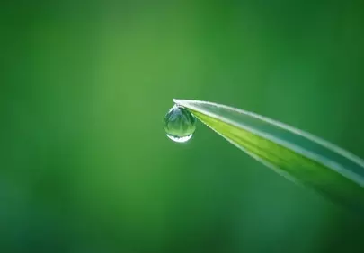 Stunning Macro: Fresh Dewdrop on Grass Blade