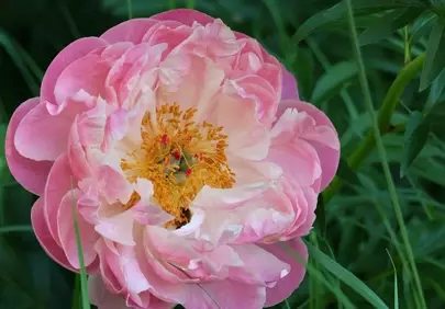 Stunning Pink Peony: A Delicate Spring Bloom
